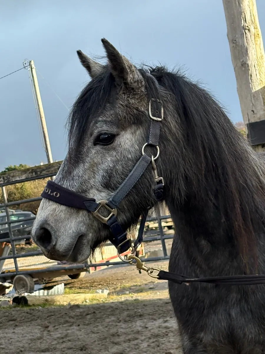 3 year old Connemara gelding - Image 3