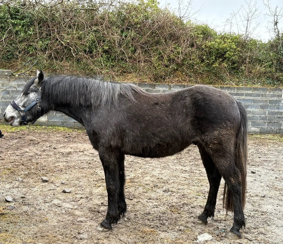 3 year old Connemara gelding - Image 4