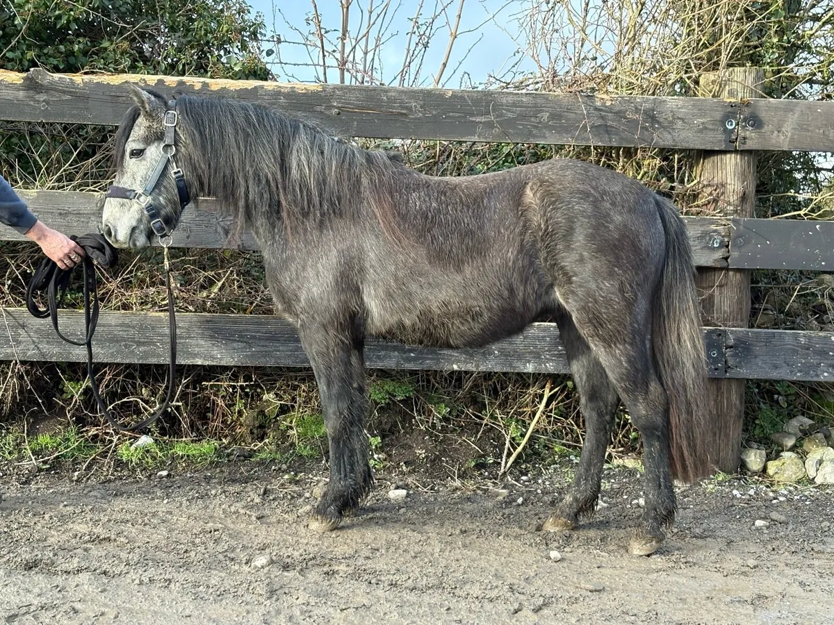 3 year old Connemara gelding - Image 1