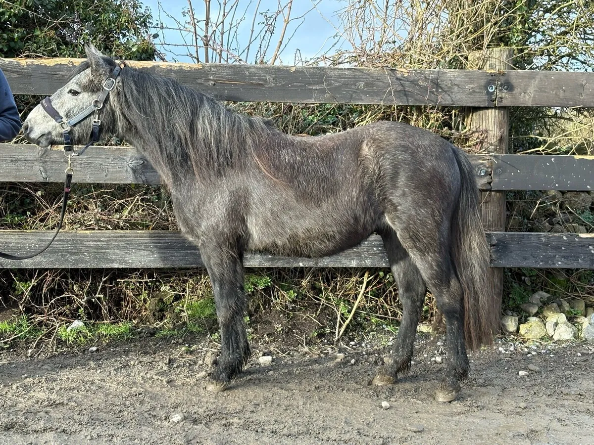 3 year old Connemara gelding - Image 2