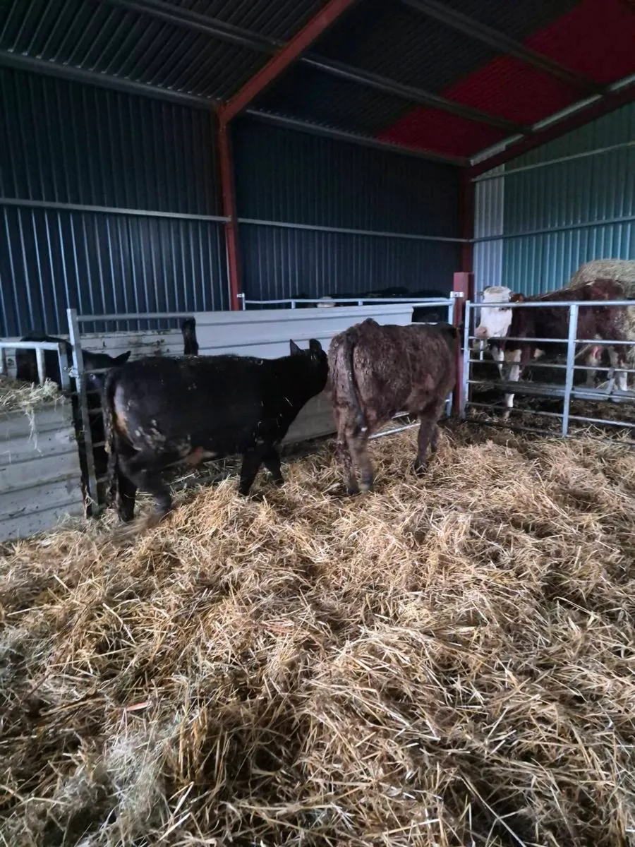 Suckler bred heifers - Image 1