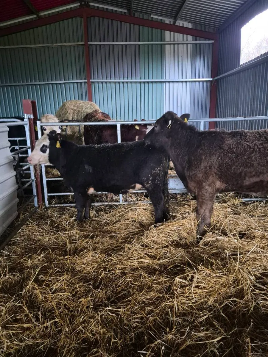 Suckler bred heifers - Image 3