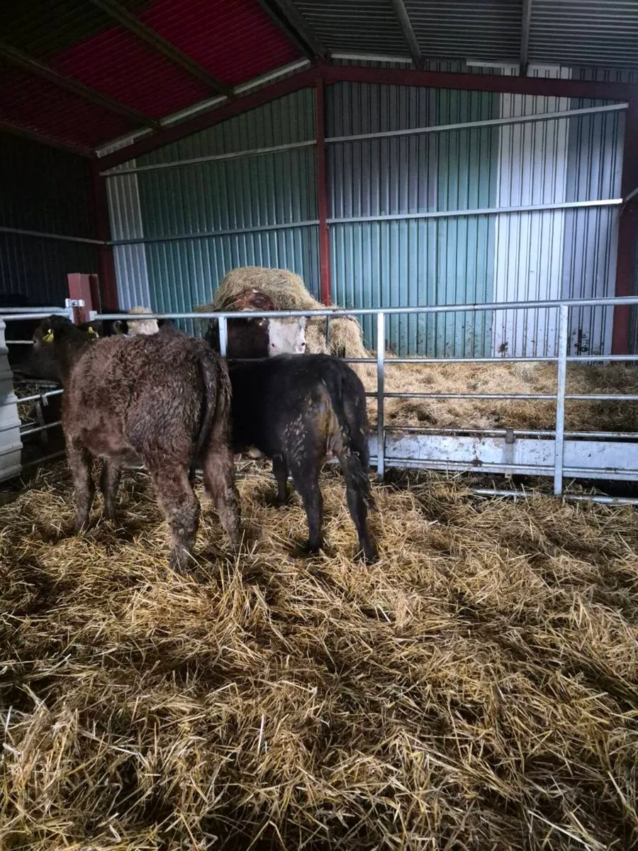 Suckler bred heifers - Image 4