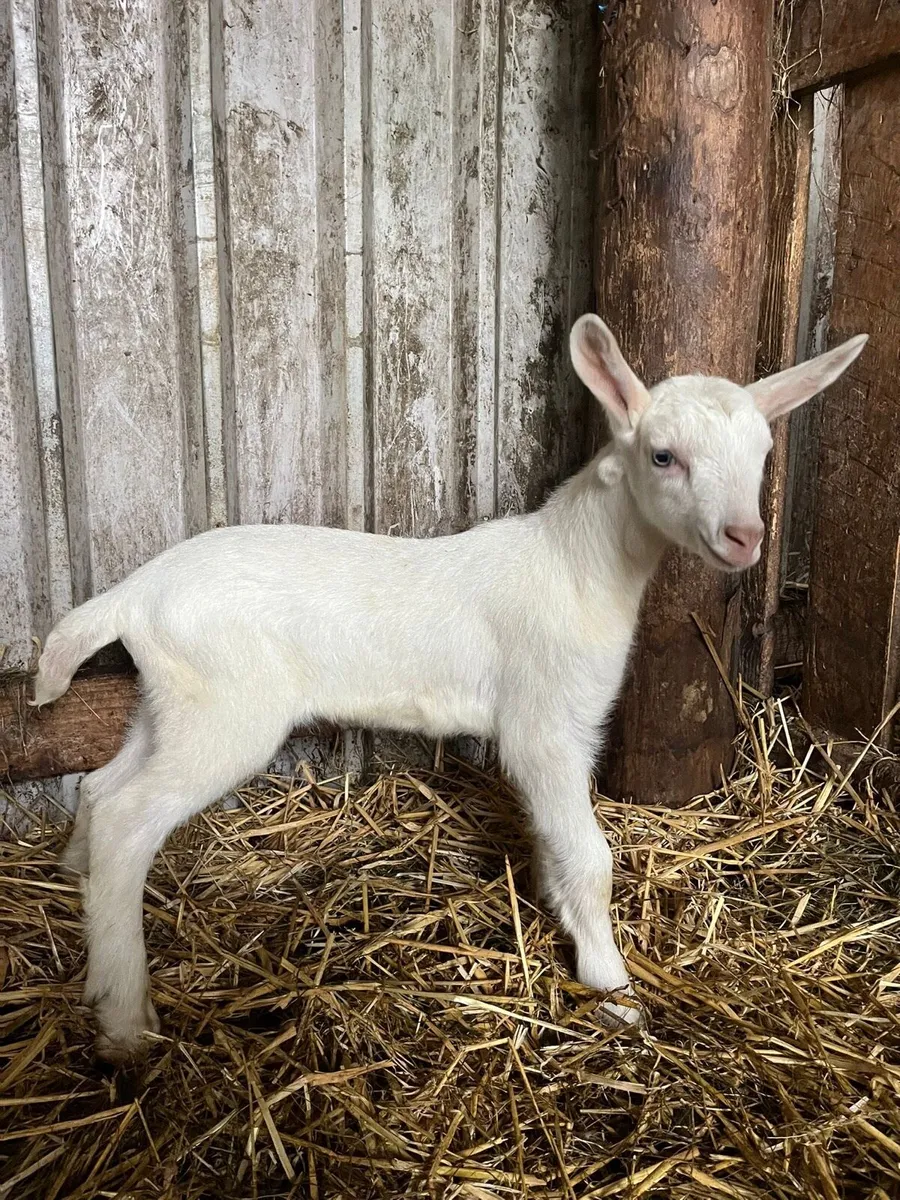 Pbnr Saanen male kid