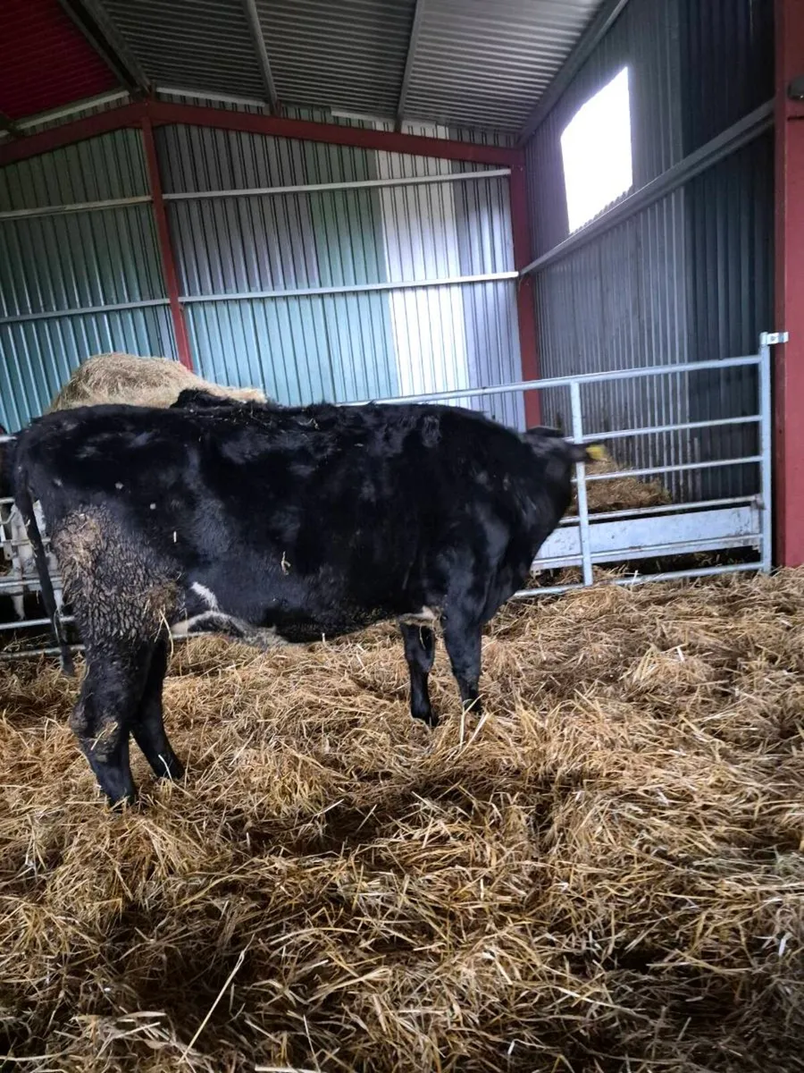 1  Br freisan incalf  heifer - Image 1