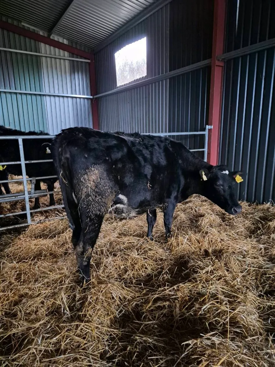 1  Br freisan incalf  heifer - Image 2