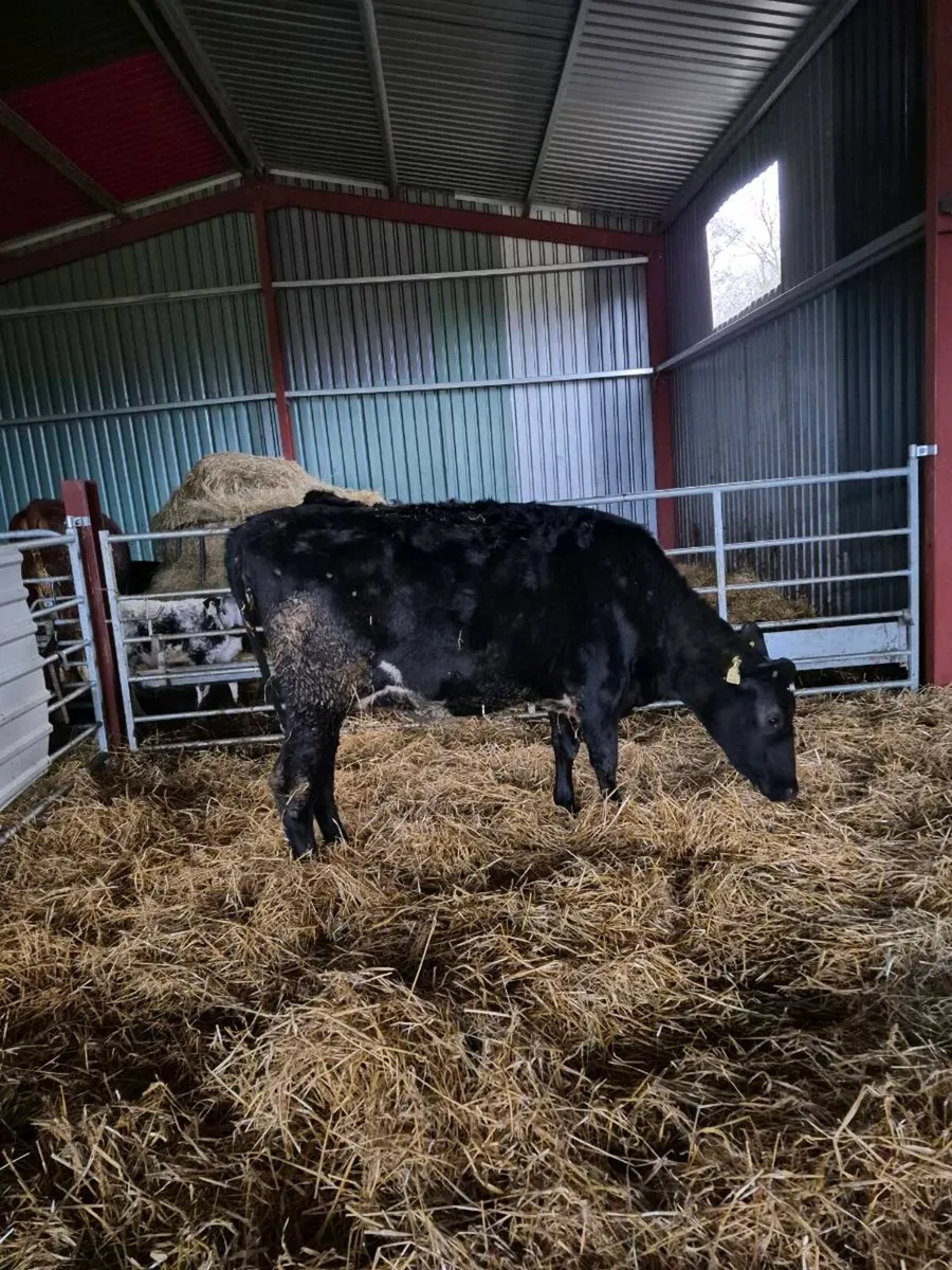 1  Br freisan incalf  heifer - Image 3