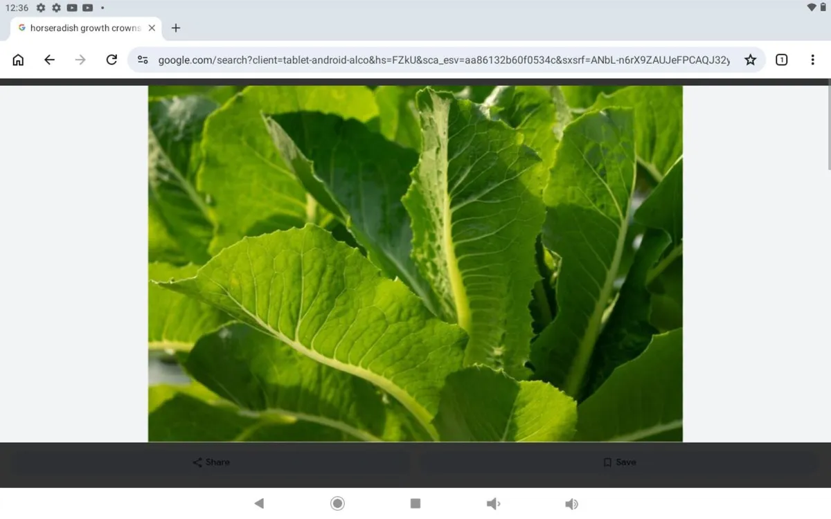 Horseradish crowns.5.free post - Image 3