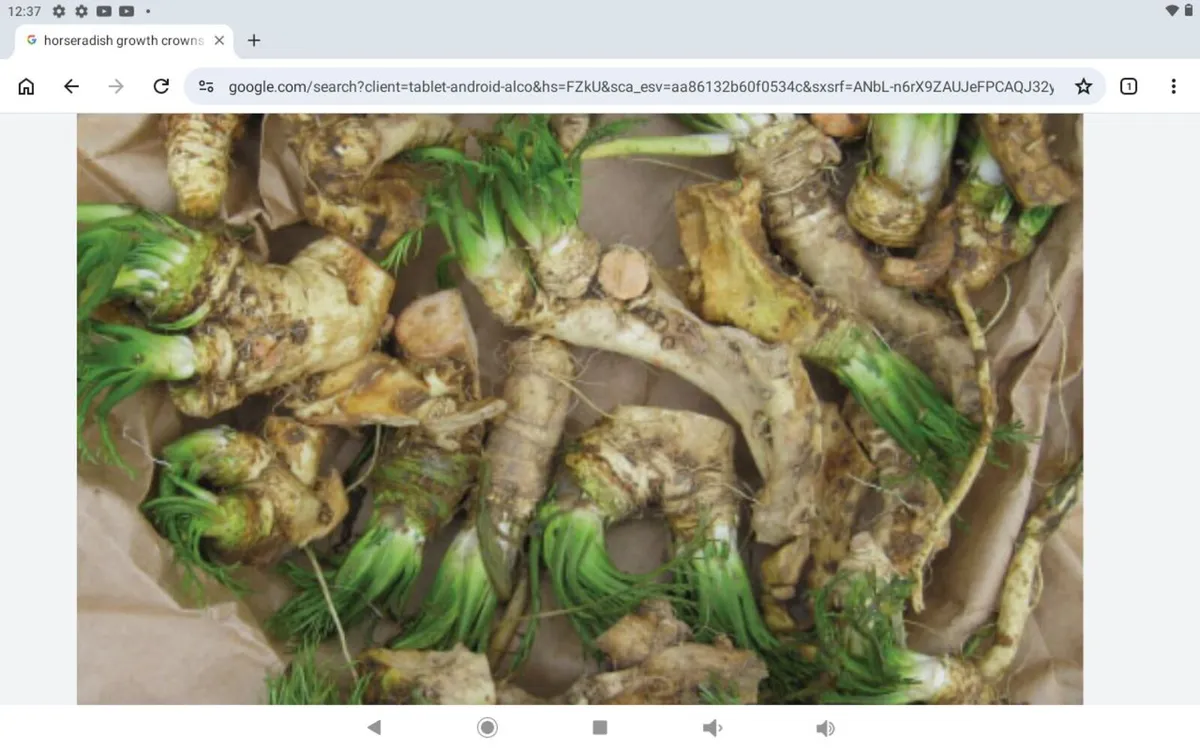 Horseradish crowns.5.free post - Image 4