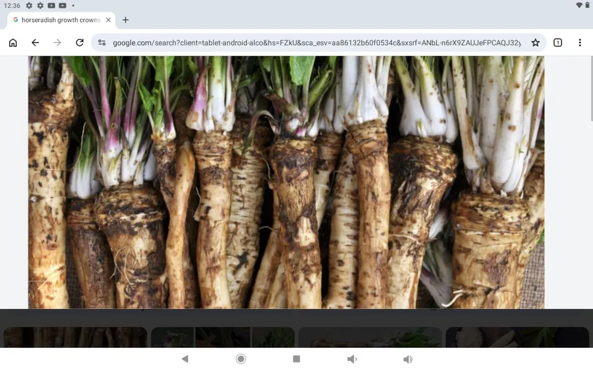 Horseradish crowns.5.free post - Image 1