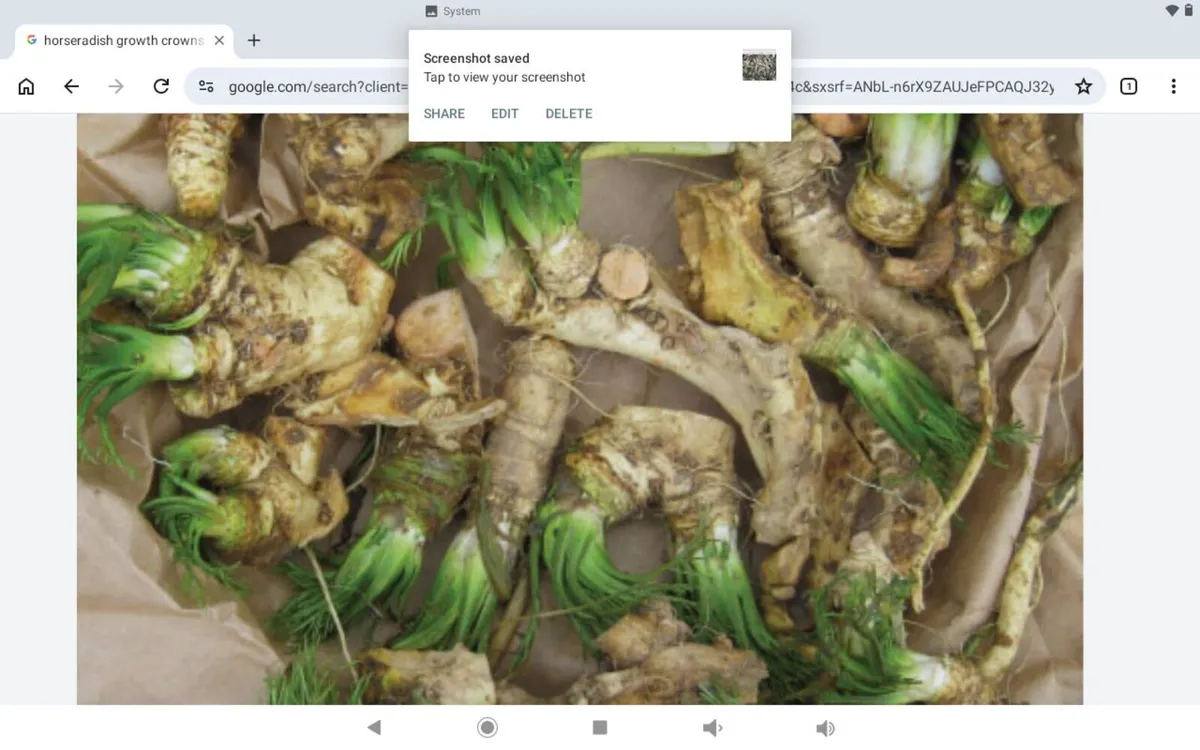 Horseradish crowns.5.free post - Image 2