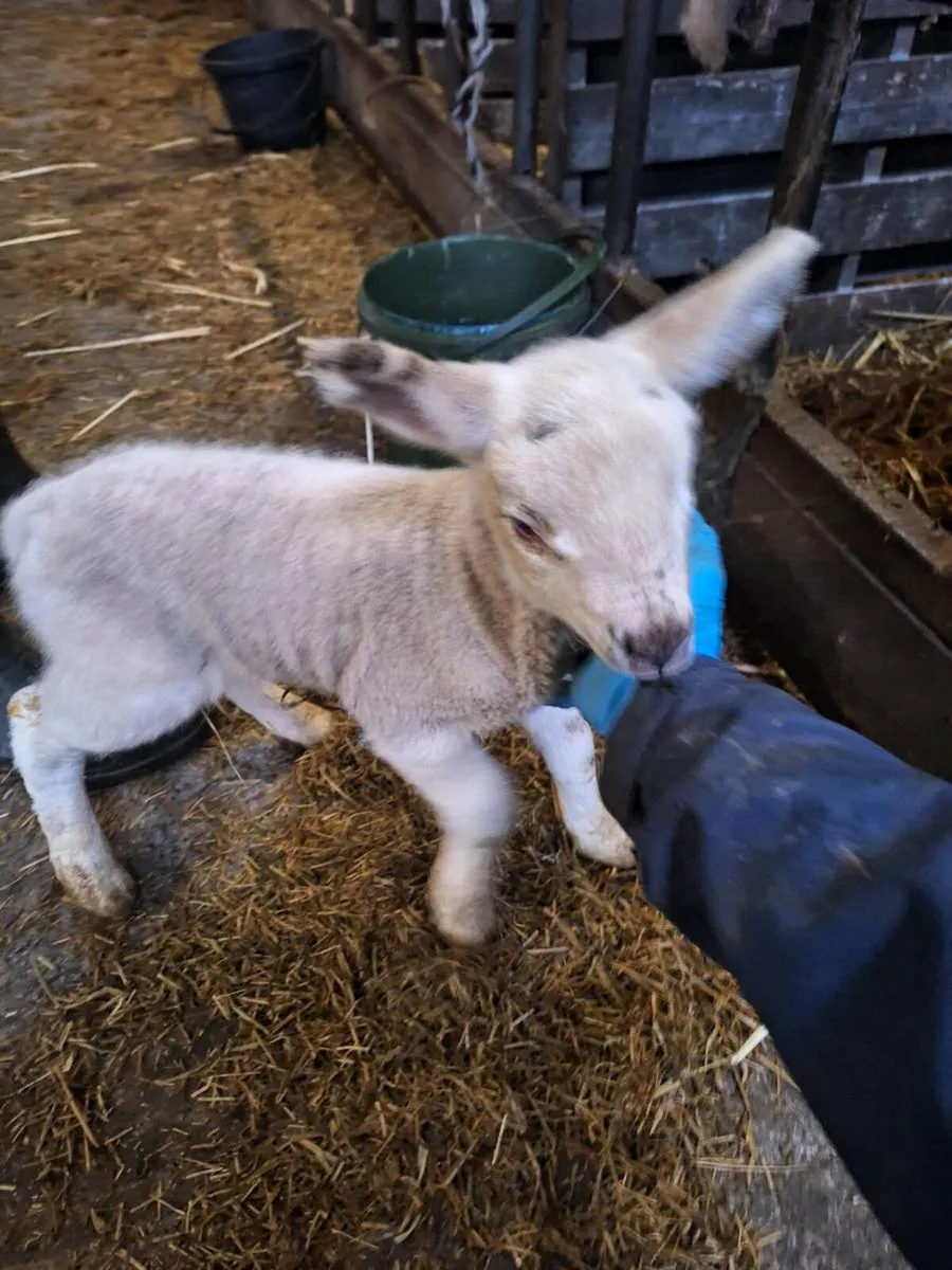 Lambing to suck ewe - Image 1