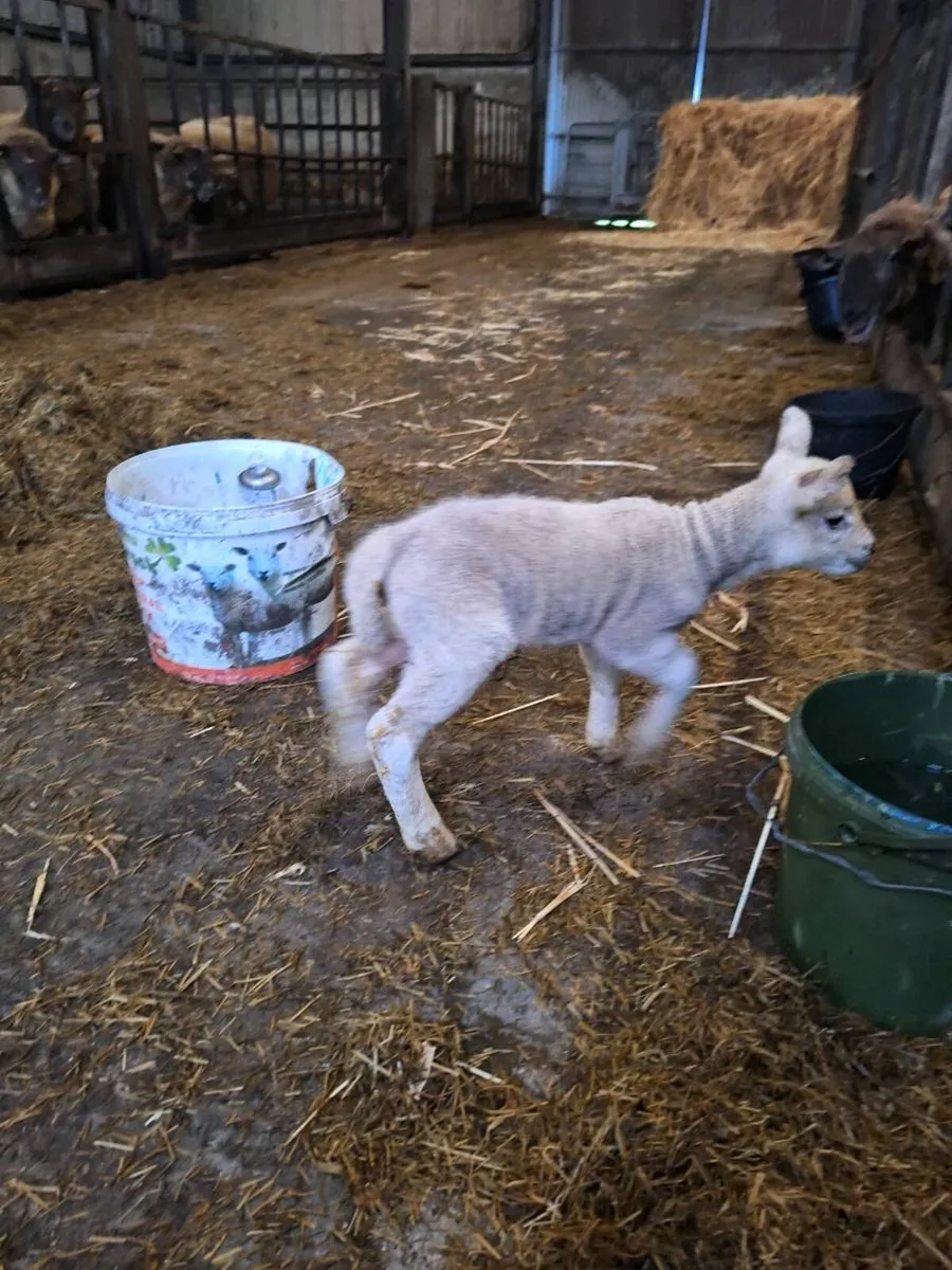 Lambing to suck ewe - Image 2