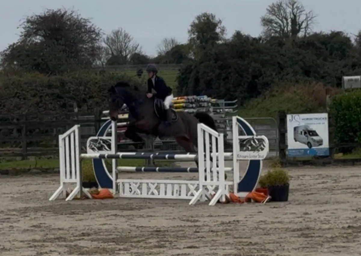 Gorgeous gelding Lot 304 Goresbridge march 5th - Image 1