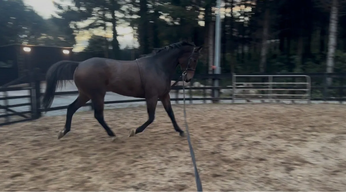 Gorgeous gelding Lot 304 Goresbridge march 5th - Image 2