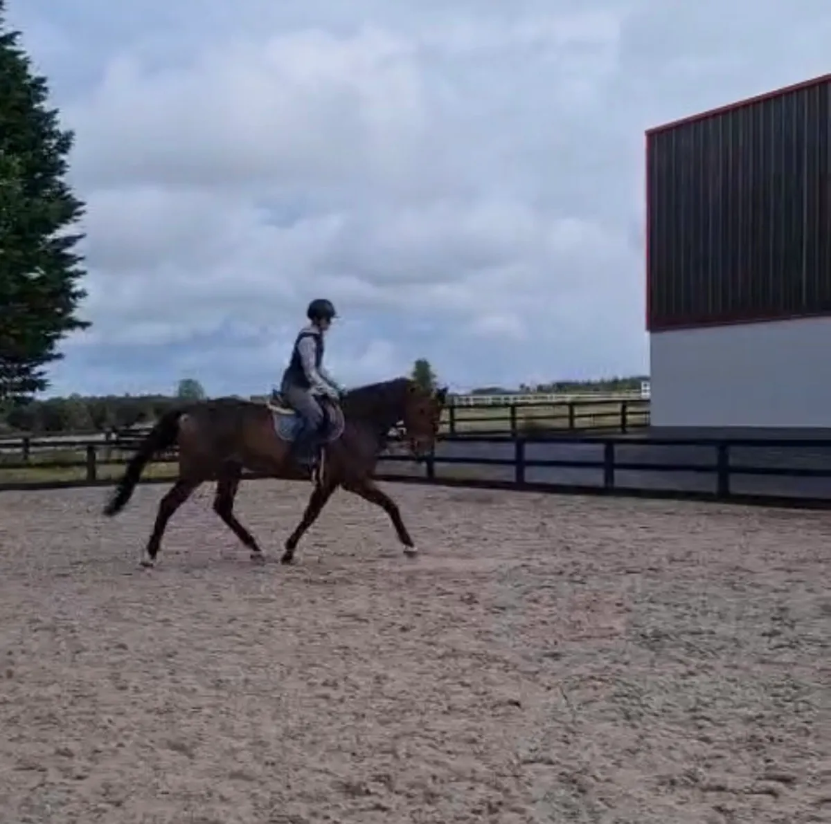 Gorgeous gelding Lot 304 Goresbridge march 5th - Image 3