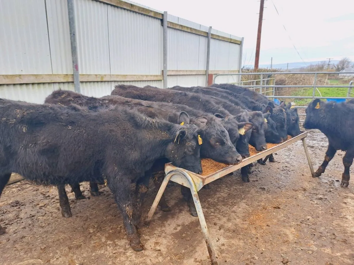 10 ANGUS HEIFER WEANLINGS 250KGS - Image 4