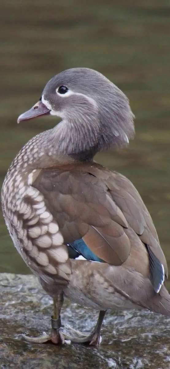 Mandarin Ducks (Aix Galericulata) - Image 2
