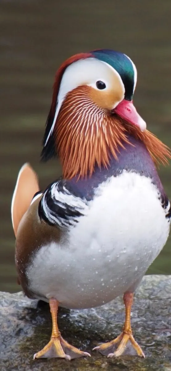 Mandarin Ducks (Aix Galericulata) - Image 3