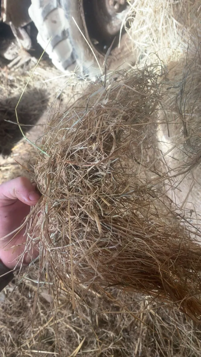 Hay - Image 2