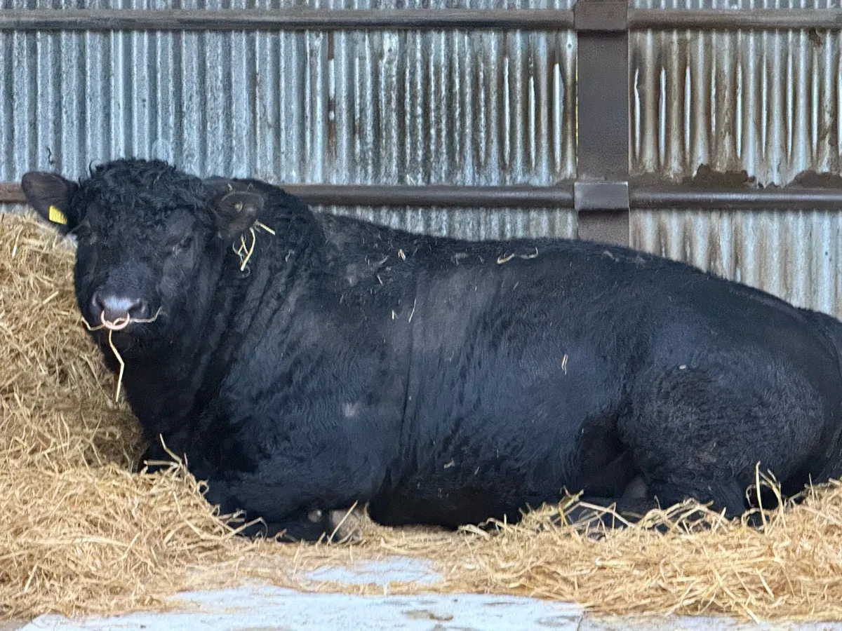 Pedigree AA Bull - Image 1