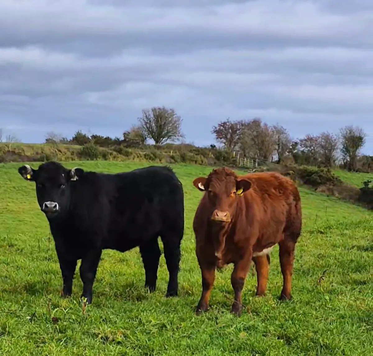 Selection of top quality heifers - Image 1