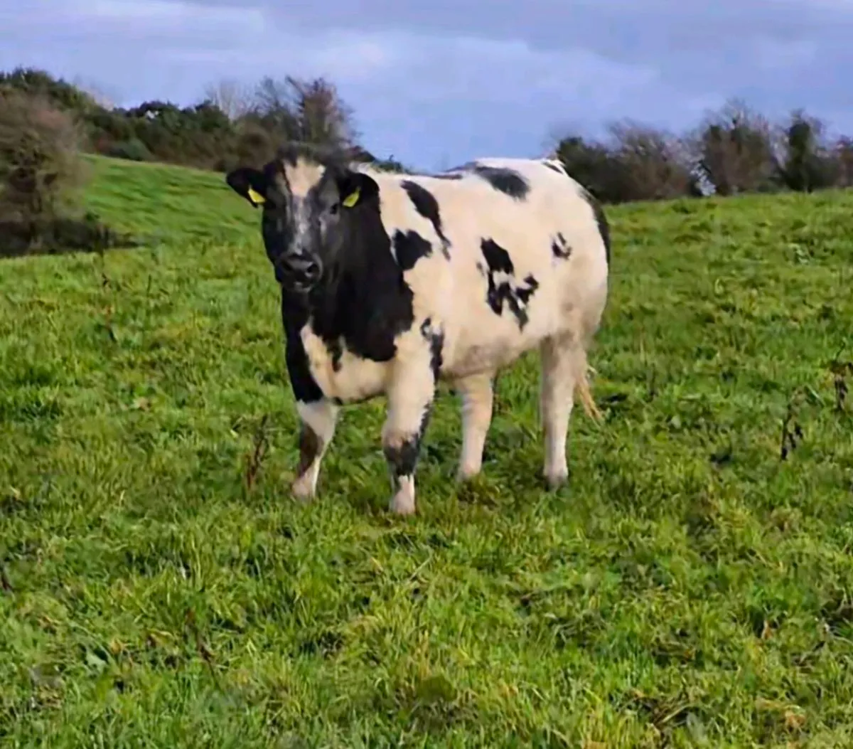 Selection of top quality heifers - Image 2