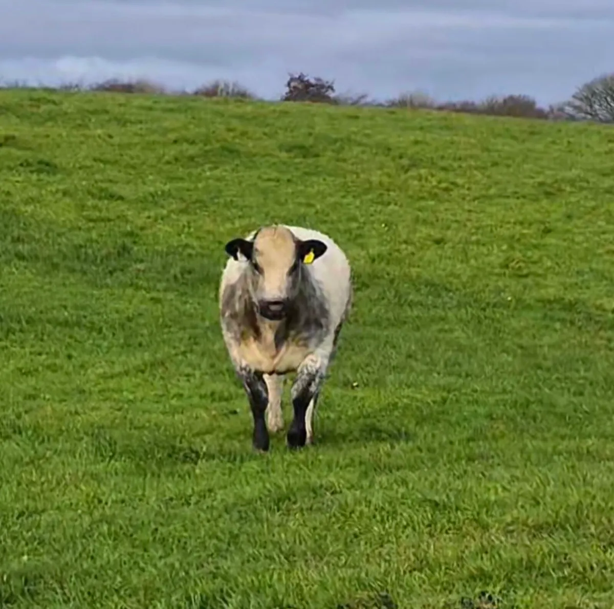 Selection of top quality heifers - Image 4