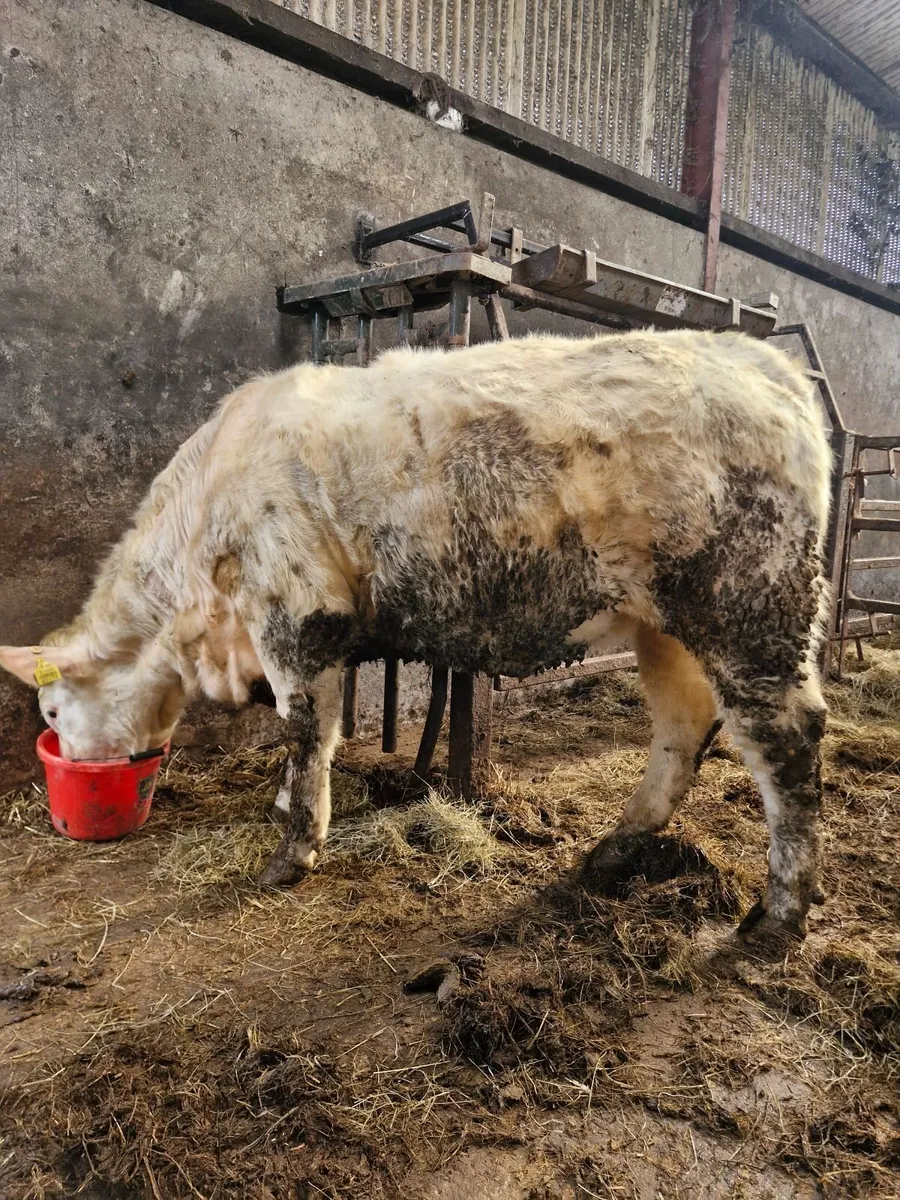 Incalf Heifer - Image 4