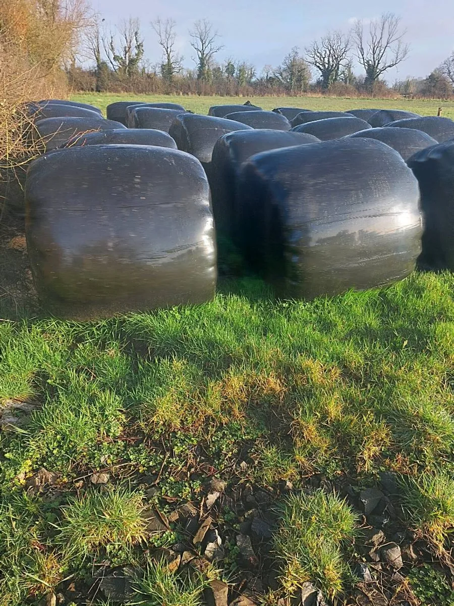 Silage bales for.sale - Image 3