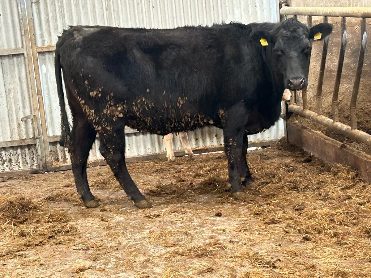 3 purebred registered Angus heifers 5 star - Image 1