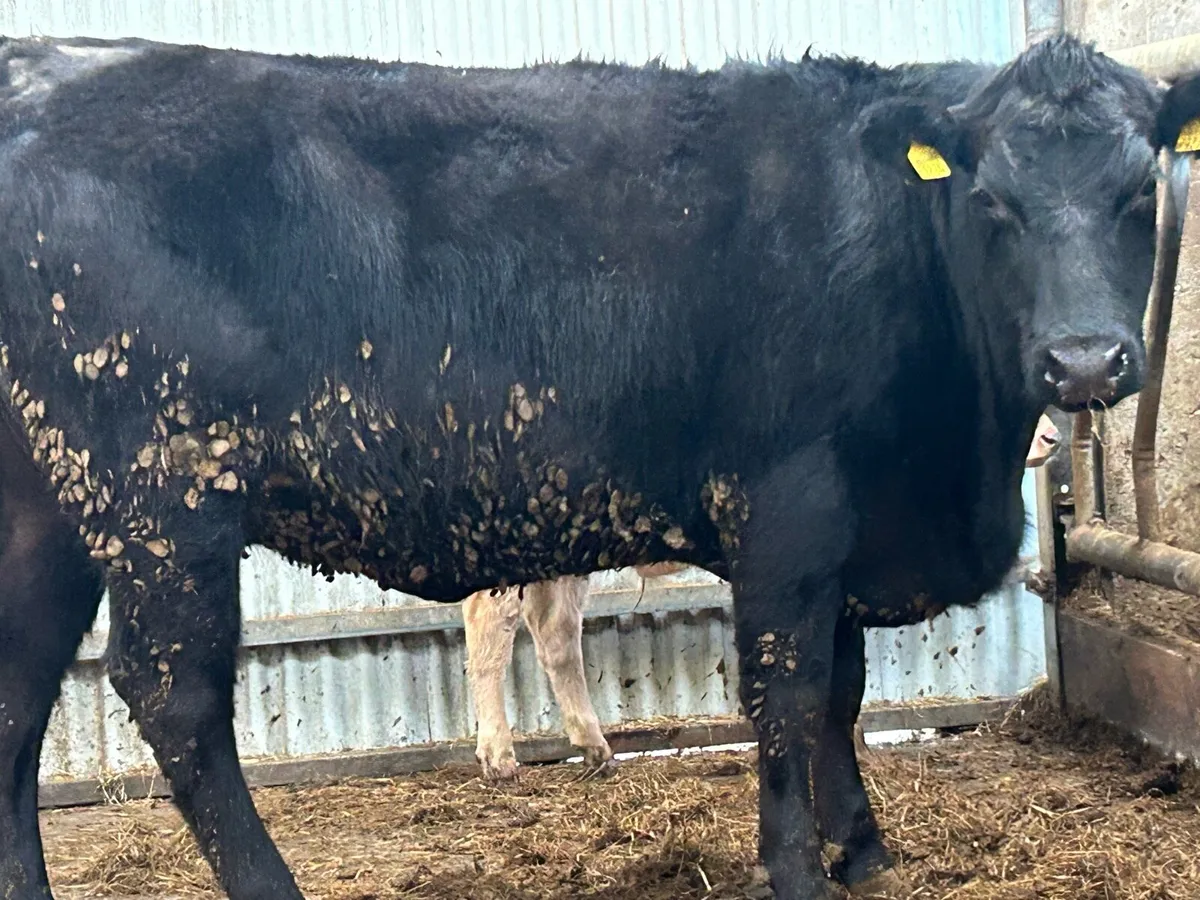 3 purebred registered Angus heifers 5 star - Image 2