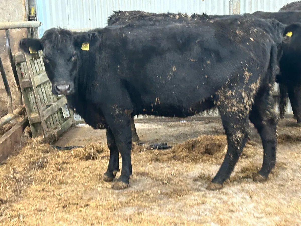 3 purebred registered Angus heifers 5 star - Image 3