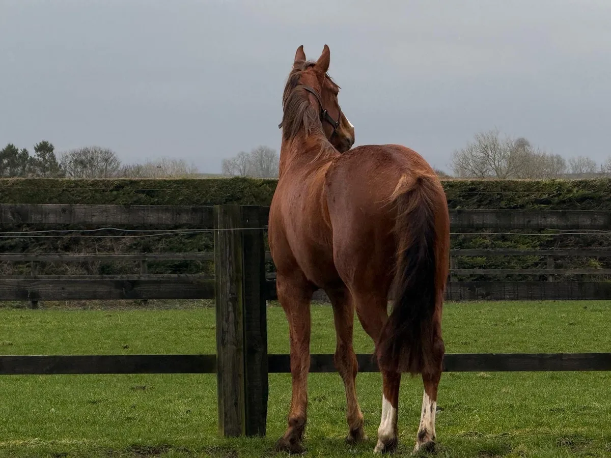 16.1hh Gelding. - Image 3