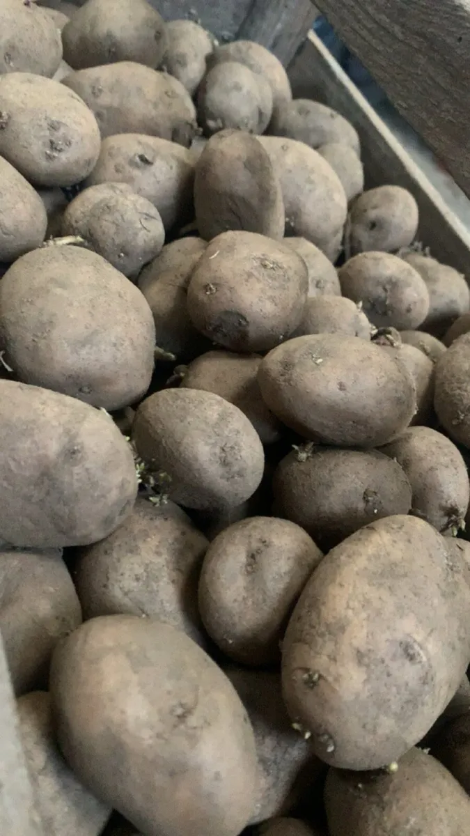 Seed potatoes - Image 2
