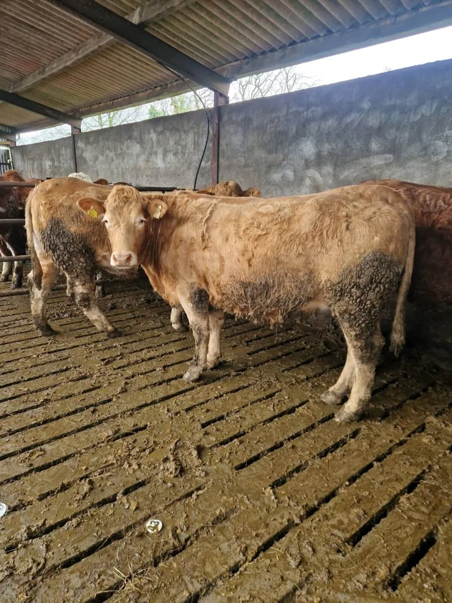 🌟5 STAR SPRINGERS🌟🌟 - Image 1