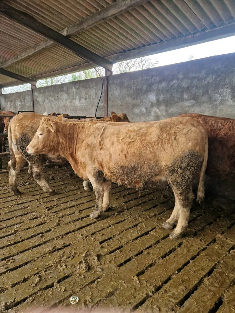 🌟5 STAR SPRINGERS🌟🌟 - Image 2