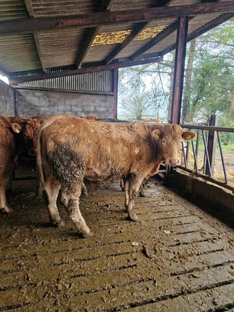 🌟5 STAR SPRINGERS🌟🌟 - Image 3