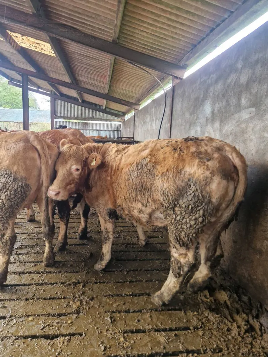 🌟5 STAR SPRINGERS🌟🌟 - Image 4