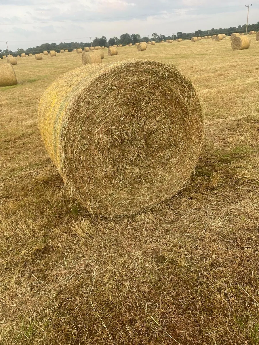 Hay - Image 1