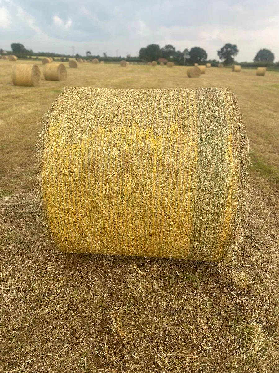 Hay - Image 2