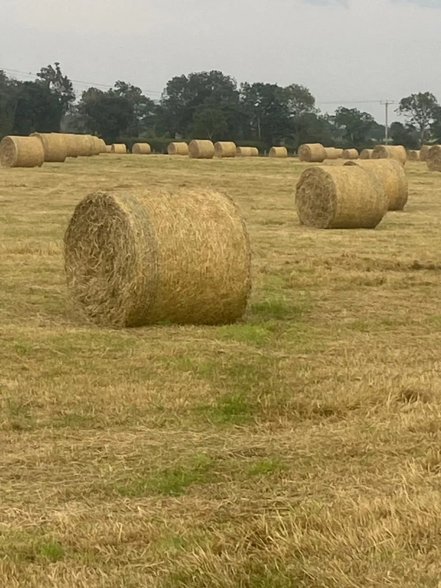 Hay - Image 3