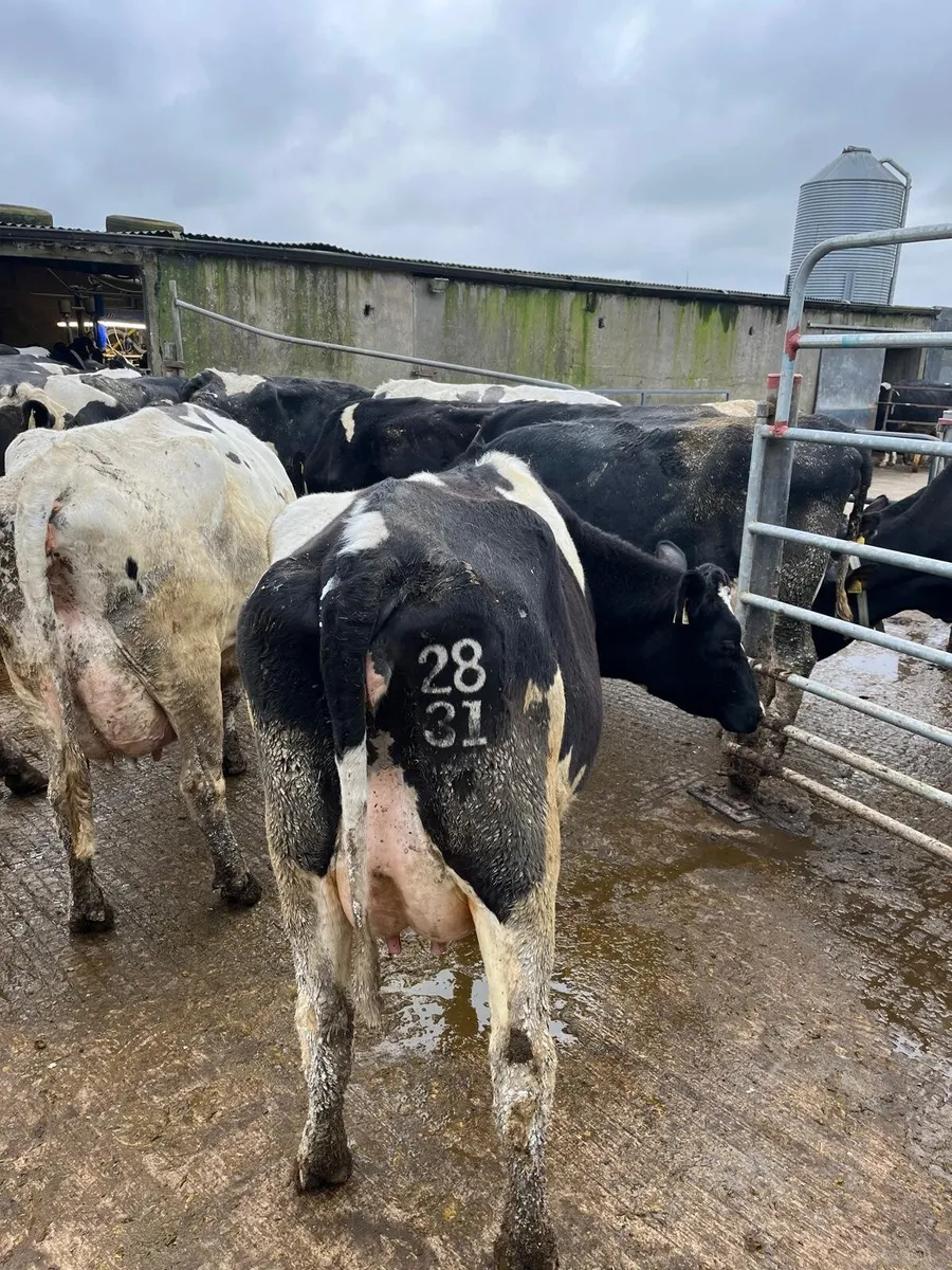 Dairy sale in New Ross mart this Friday - Image 1