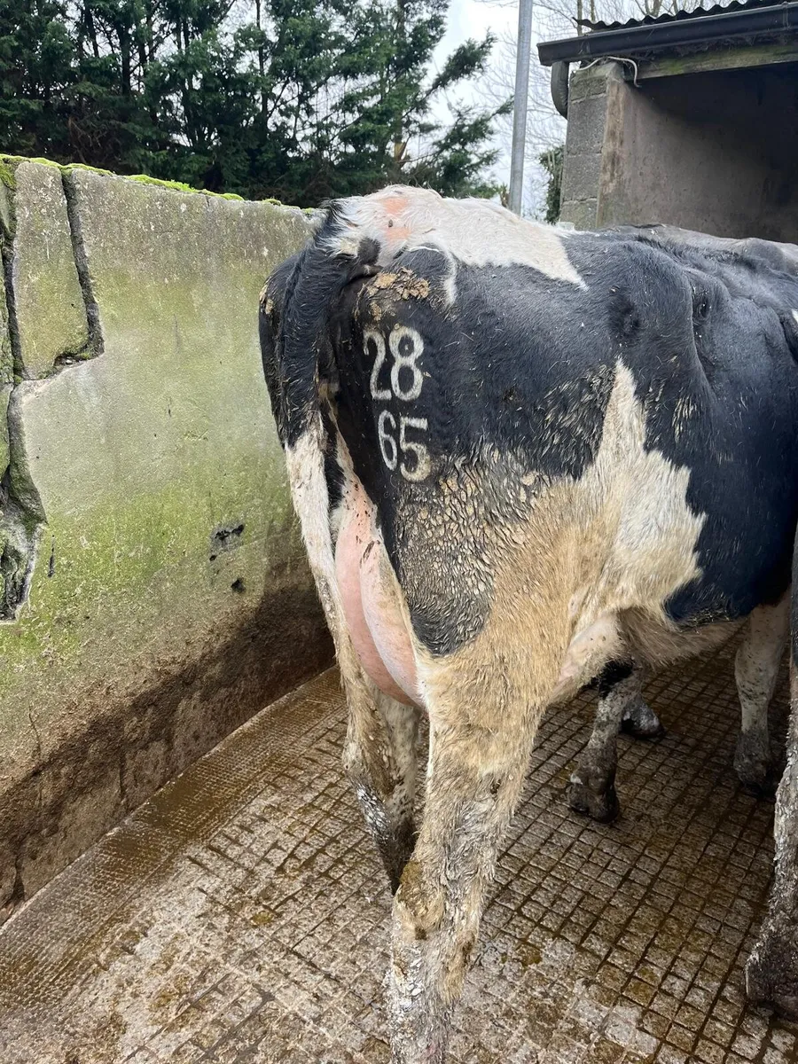 Dairy sale in New Ross mart this Friday - Image 2