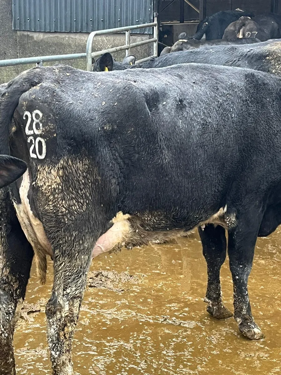 Dairy sale in New Ross mart this Friday - Image 3