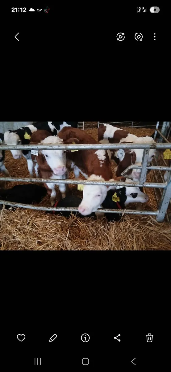 Calves - Image 2