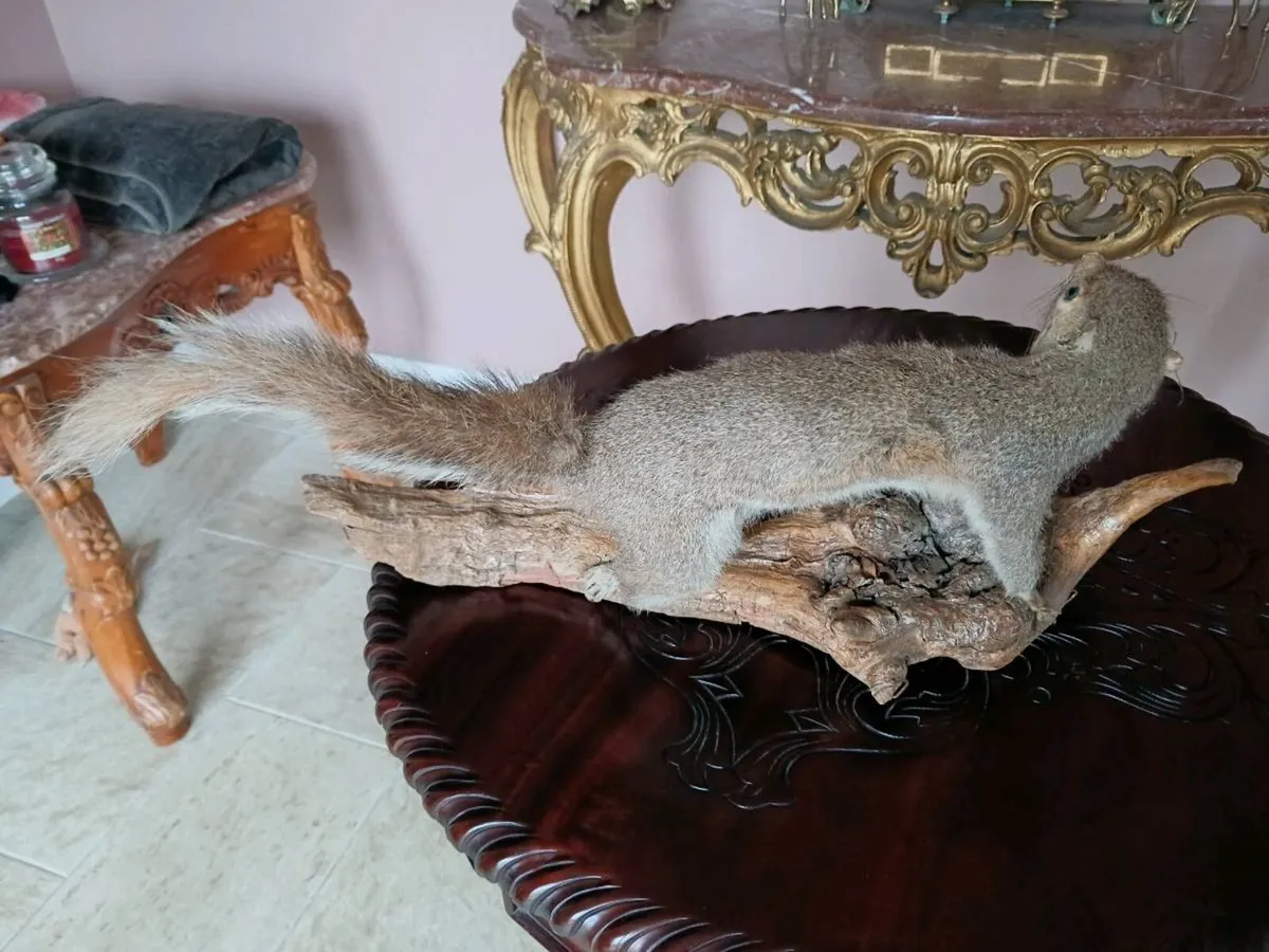 Taxidermy squirrel on a branch - Image 2