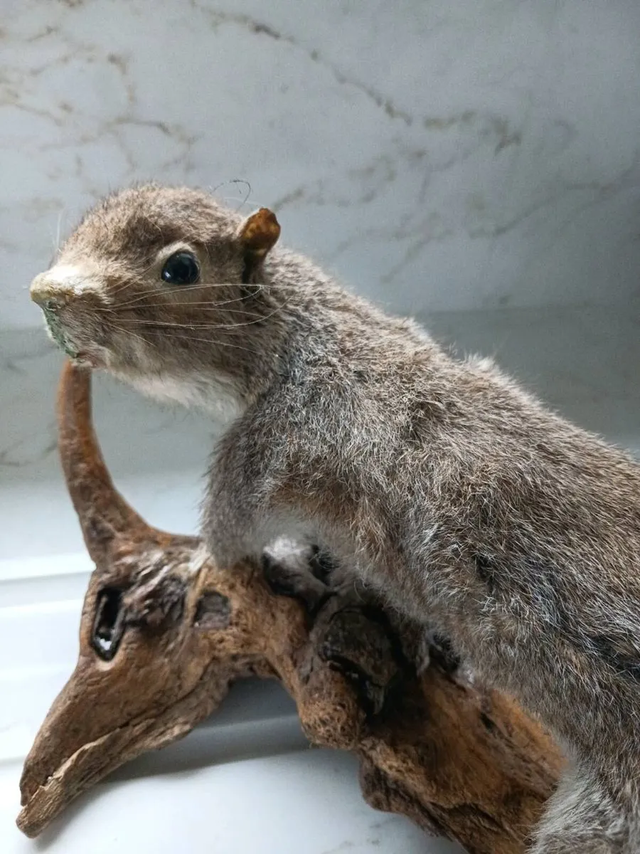 Taxidermy squirrel on a branch - Image 3