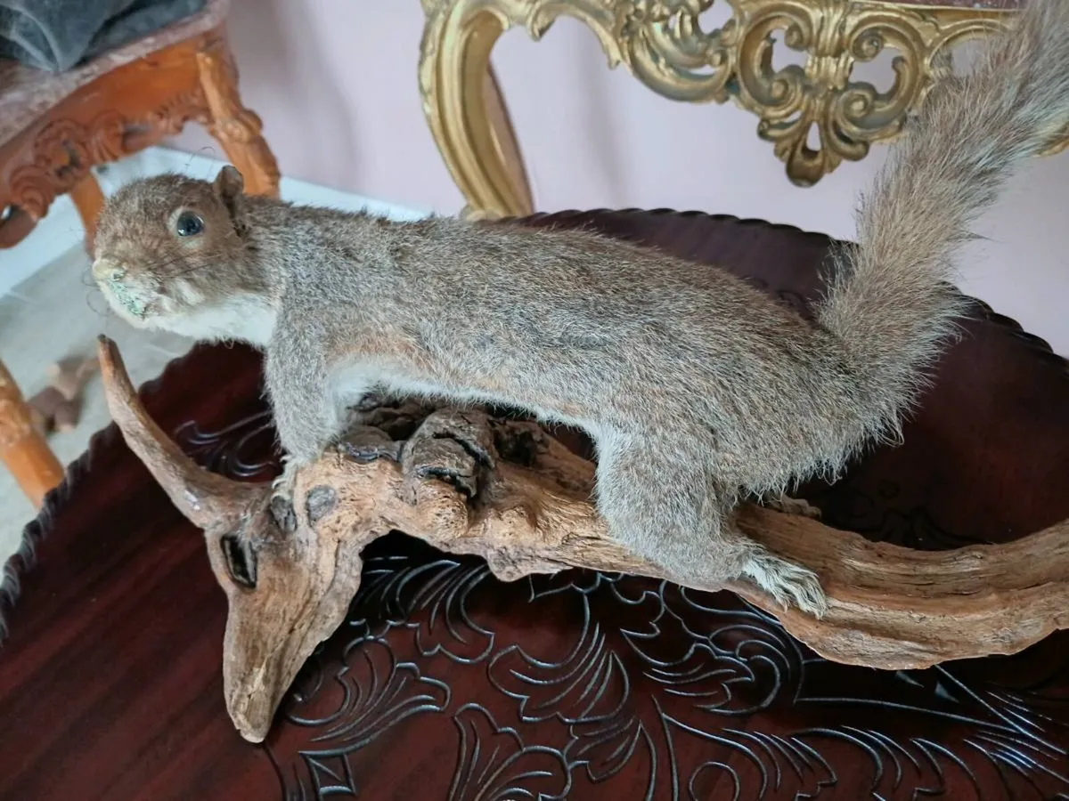 Taxidermy squirrel on a branch - Image 1