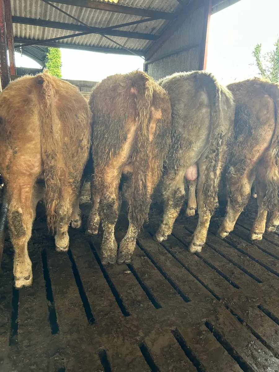 Super ch bull weanlings - Image 3